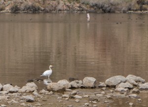 The snow goose of Willow Beach.