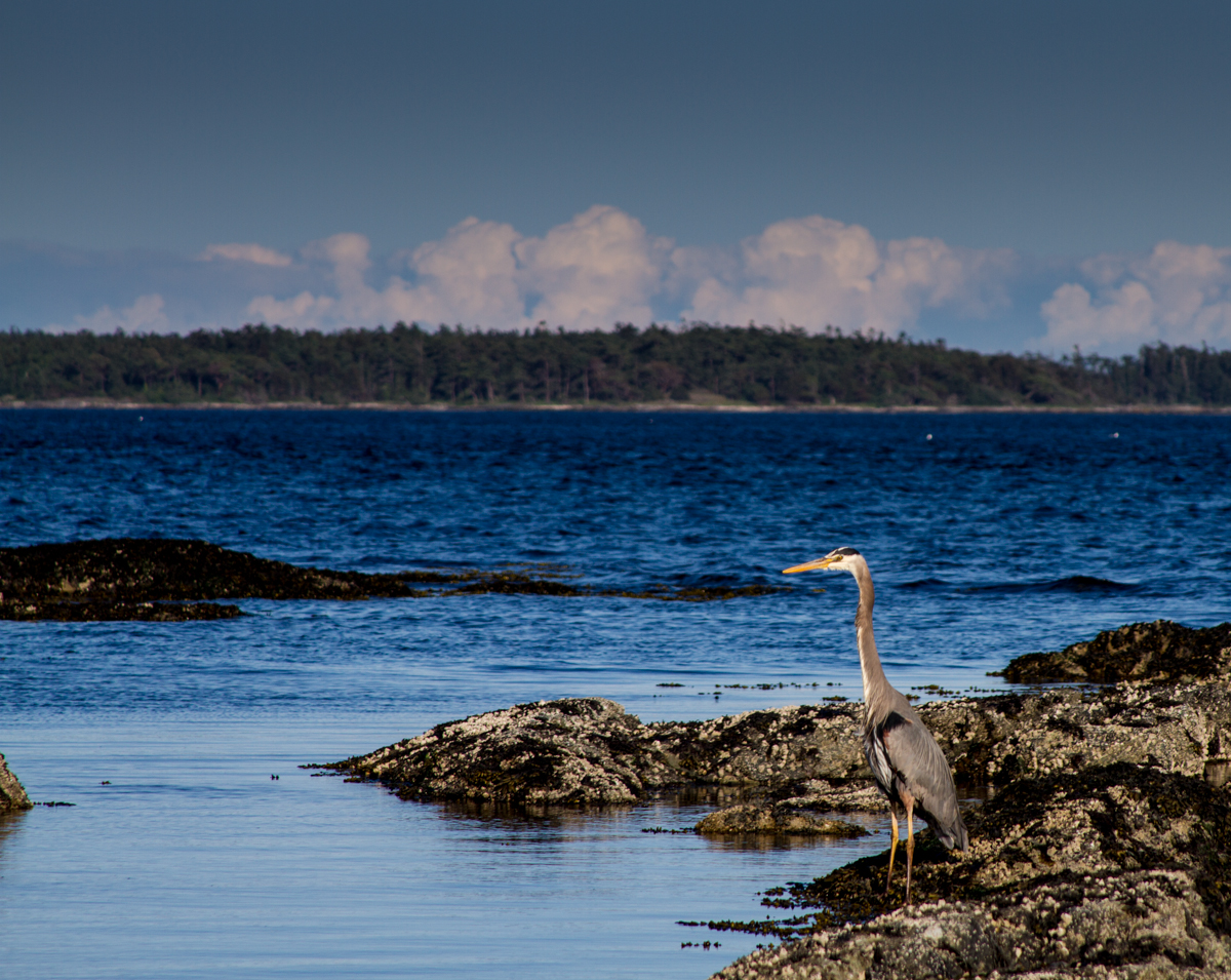 great blue heron, Victoria B.C., May 2013, by John Fleck