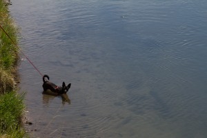Doggie