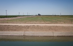 One farm district at a time.... A citrus orchard going in, Yuma Mesa Irrigation and Drainage District, Arizona