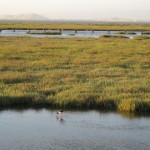 Palo Alto Baylands