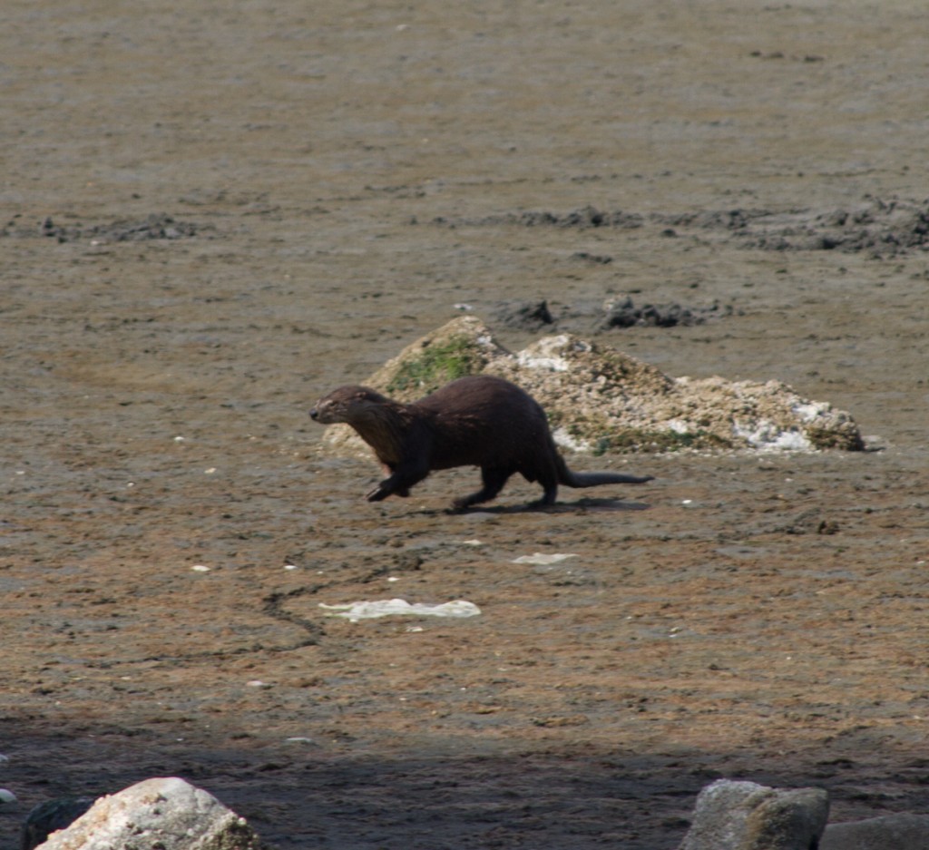 What's this critter? Victoria, BC, May 2013, by John Fleck