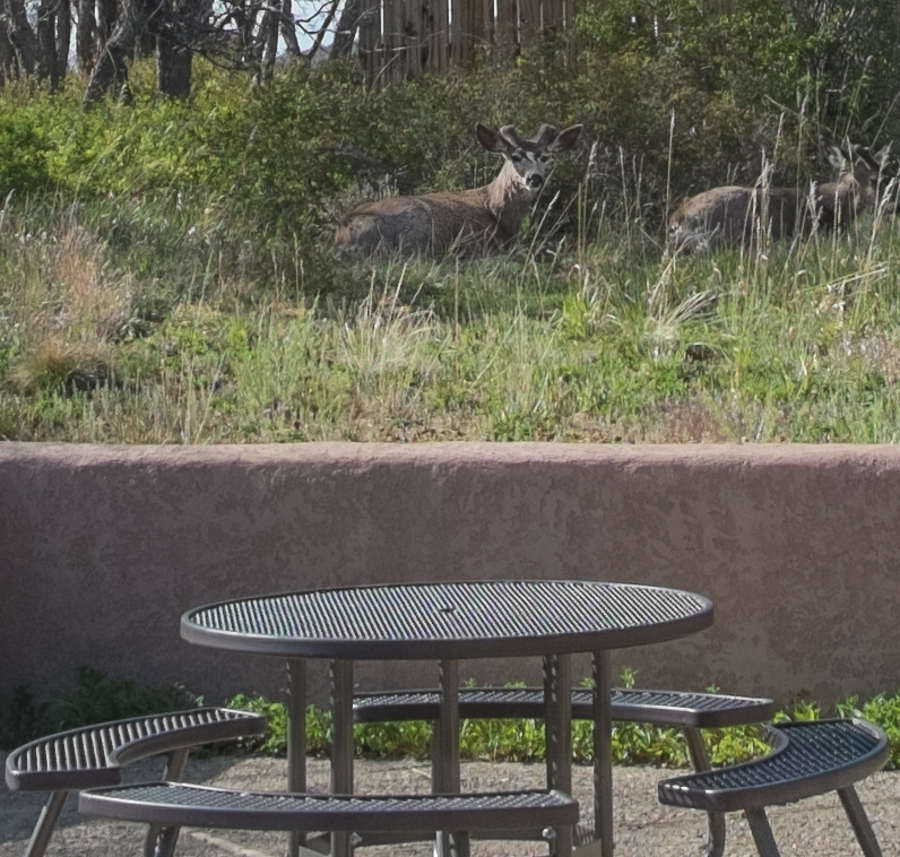 Mule deer, Far View cafeteria, Mesa Verde, May 2014