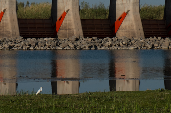 Snowy egret, Morelos Dam, March 22, 2014, by John Fleck