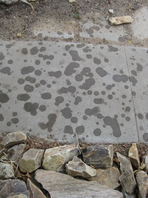 raindrops on my front walk, July 2, 2011