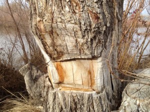 girdled tree, Albuquerque bosque, February 2013