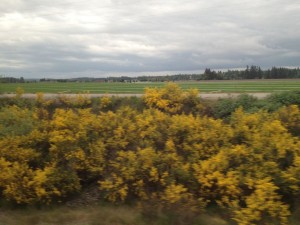 Country Green Turf Farms, Olympia WA