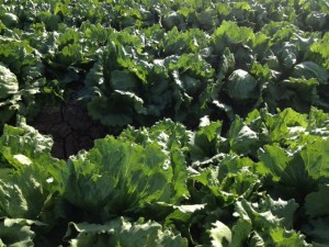 Lettuce being grown with Colorado River Water, Yuma AZ