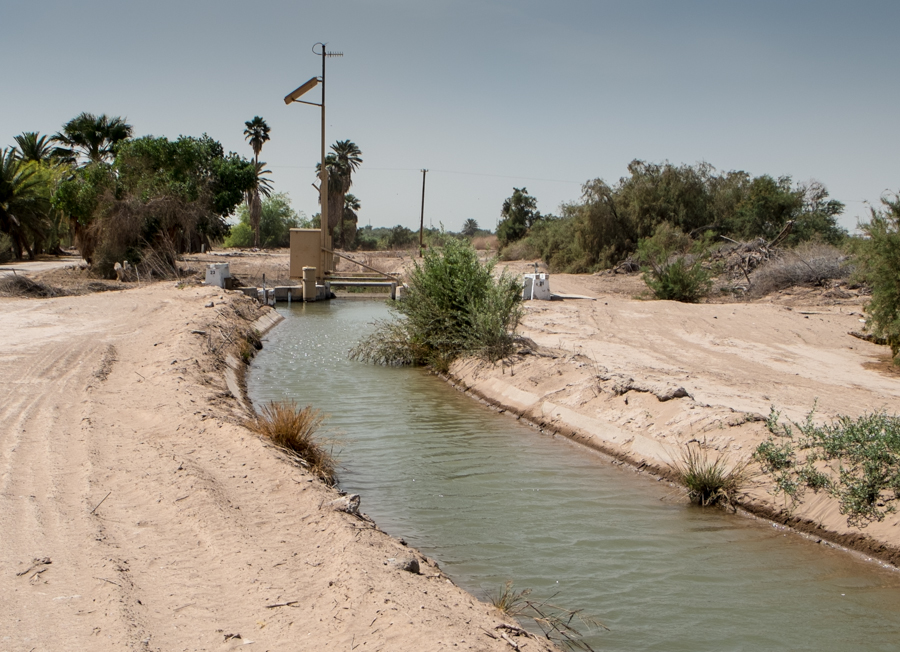 Irrigating a palm oasis from an Imperial Irrigation District canal, by John Fleck, March 2014
