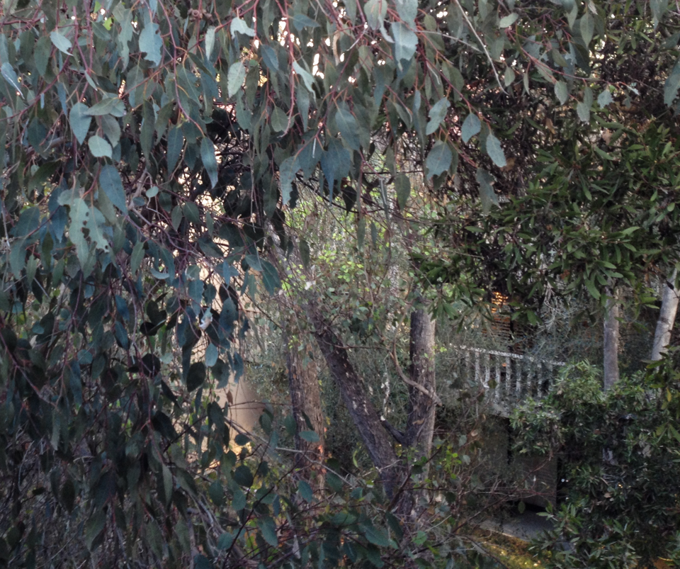 The eucalyptus outside my window, Rancho Bernardo, CA, October 2013, by John Fleck