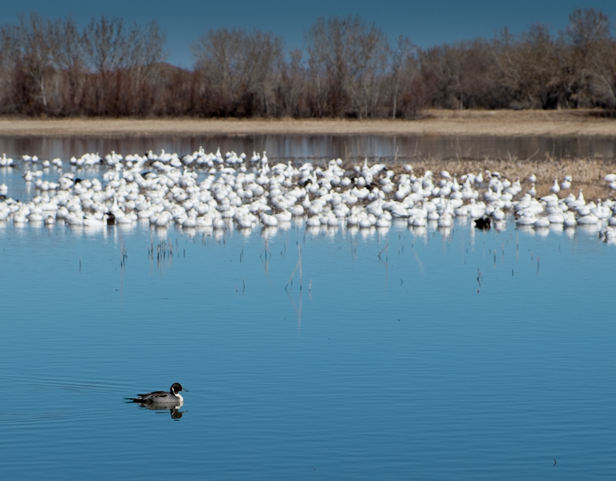 Northern pintail and some snow geese, Bosque del Apache, February 2014, by John Fleck