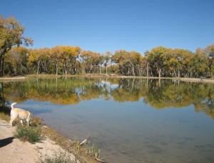 a pond and a dog