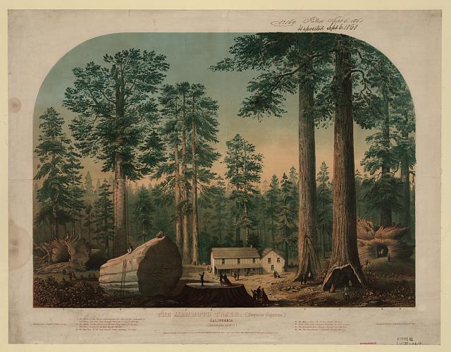 The mammoth trees (Sequoia gigantea), California (Calaveras County) / executed in oil colors by Middleton, Strobridge & Co., Cin. O., circa 1860, courtesy Library of Congress