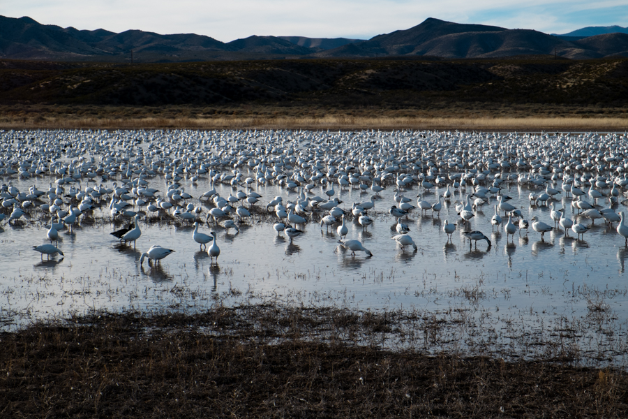 Snow geese, Bosque del Apache, New Mexico, January 2014, by John Fleck