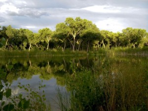 Tingley ponds, Albuquerque, August 2010