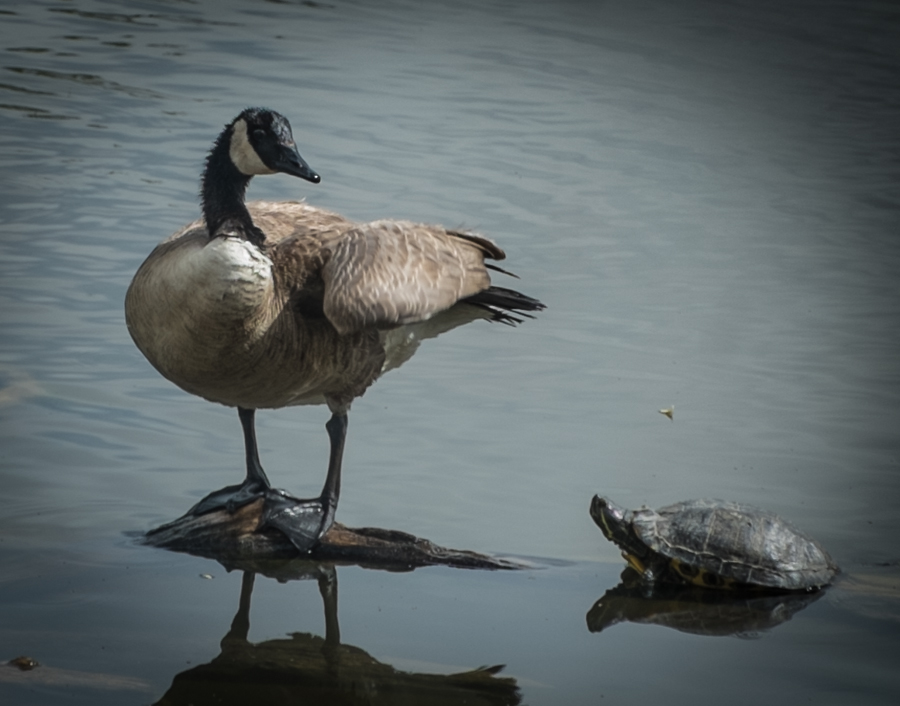Turtle and goose, Rio Grande Nature Center, April 25, 2014