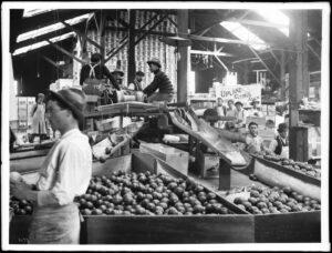 Photograph of the interior of a citrus packing house in Ontario, ca.1905. Several men man the sorting machine in the foreground which has chutes which spill into bins full of oranges. Several other men are visible standing in the background. A huge stack of orange crates towers over the operation behind. Legible signs include: "Upland Citrus Ass'n, North Ontario, Cal."