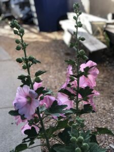 pink hollyhocks with sidewalk to the left and blue trash can in the distance