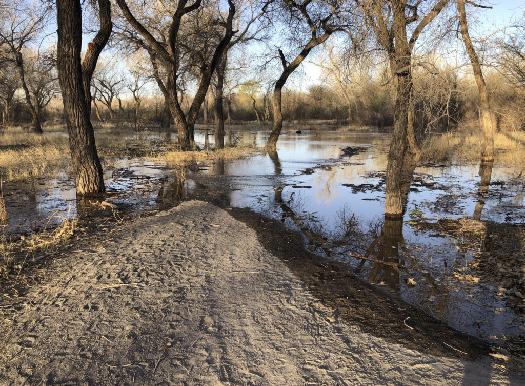 Shallow water among cottonwoods.