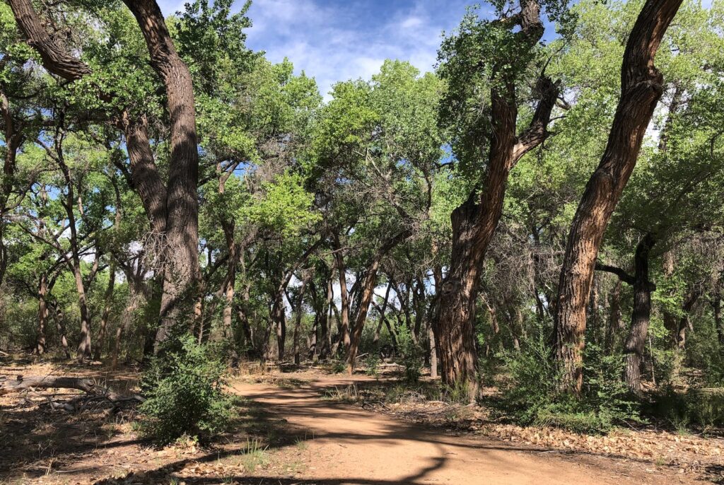 Dirt path flanked by twisting tree trunks topped with green leaves.