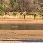 Heron with jetty jacks, Rio Grande, Albuquerque, September 27, 2023, photo by John Fleck