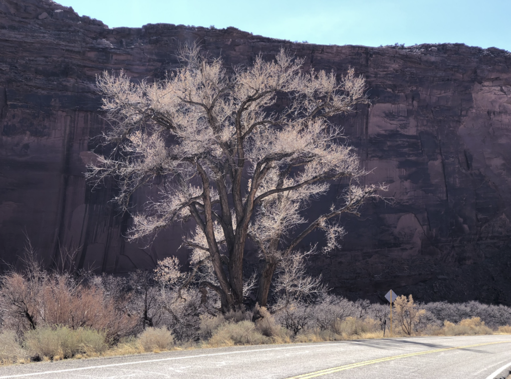 leafless tree, silhouetted, against rocky backdrop