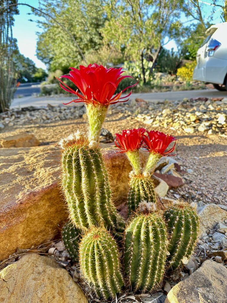 Hedgehog Cactcus, blooming ride, with driveway and car in the background